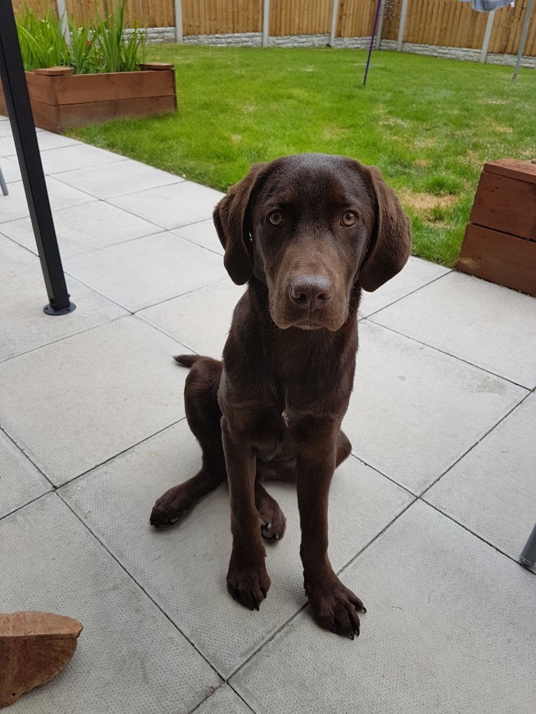 Chocolate Labrador Male six months old in Seacroft, West Yorkshire