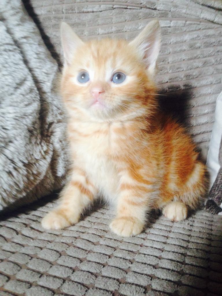 Adorable tiny ginger kitten! in Birmingham City Centre, West Midlands