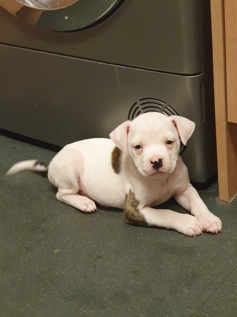 Oldtymebulldog x in Sheffield, South Yorkshire Gumtree