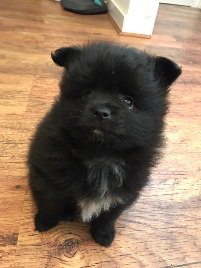 Teddy bear faced Very small teacup Pomeranian boy in Notting Hill