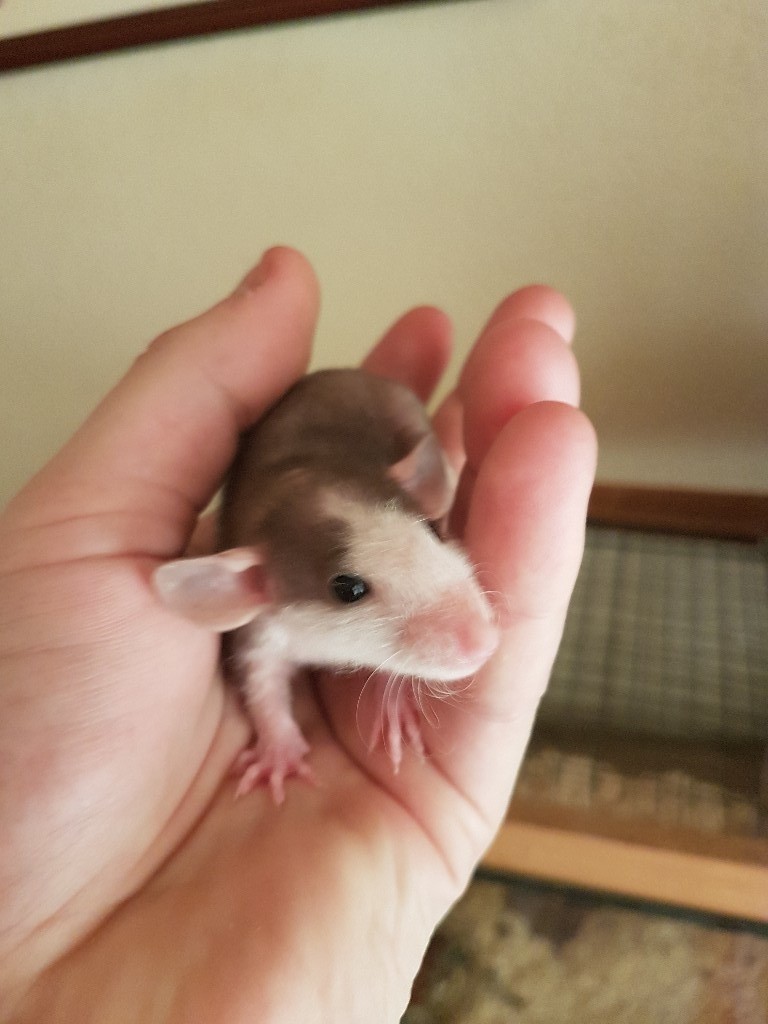 Baby female patchwork rat’s for sale | in Sale, Manchester | Gumtree