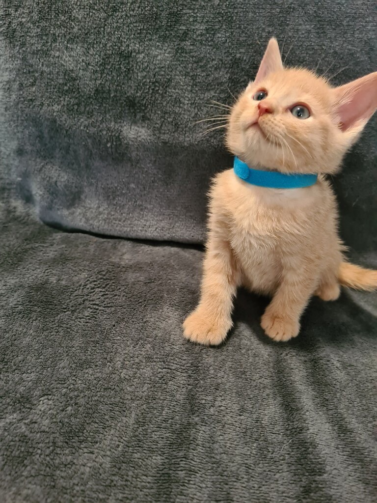 Bengal x Ragdoll Kittens in Gosport, Hampshire Gumtree