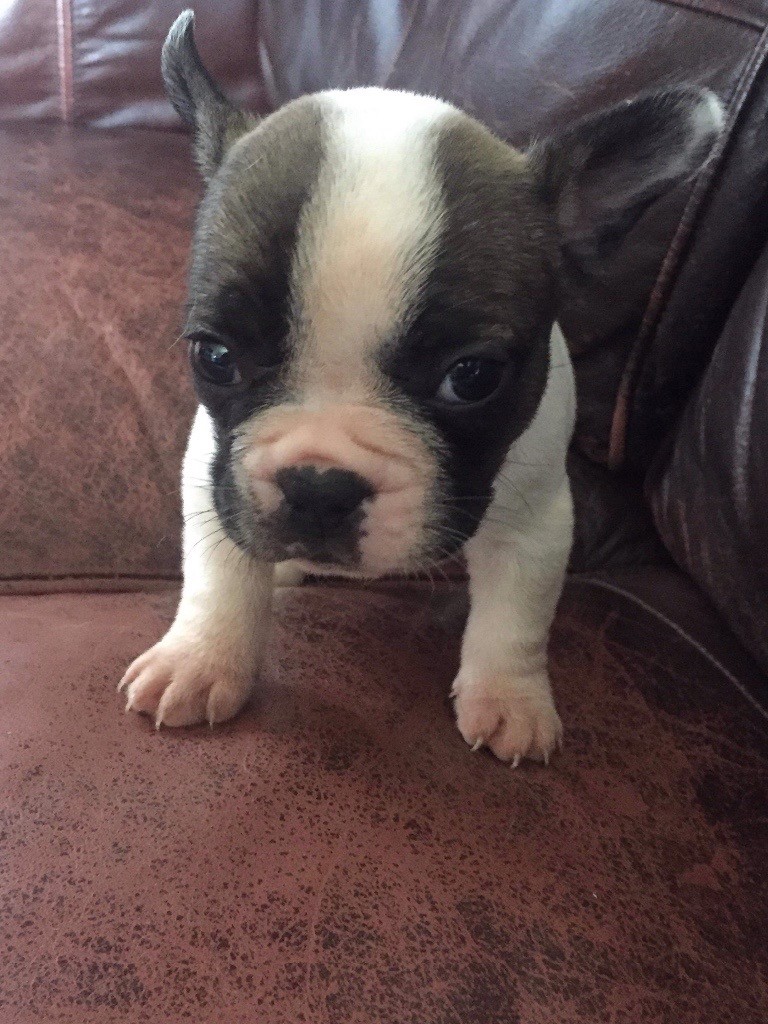 For sale French bulldogs bully's in Wolverhampton, West Midlands