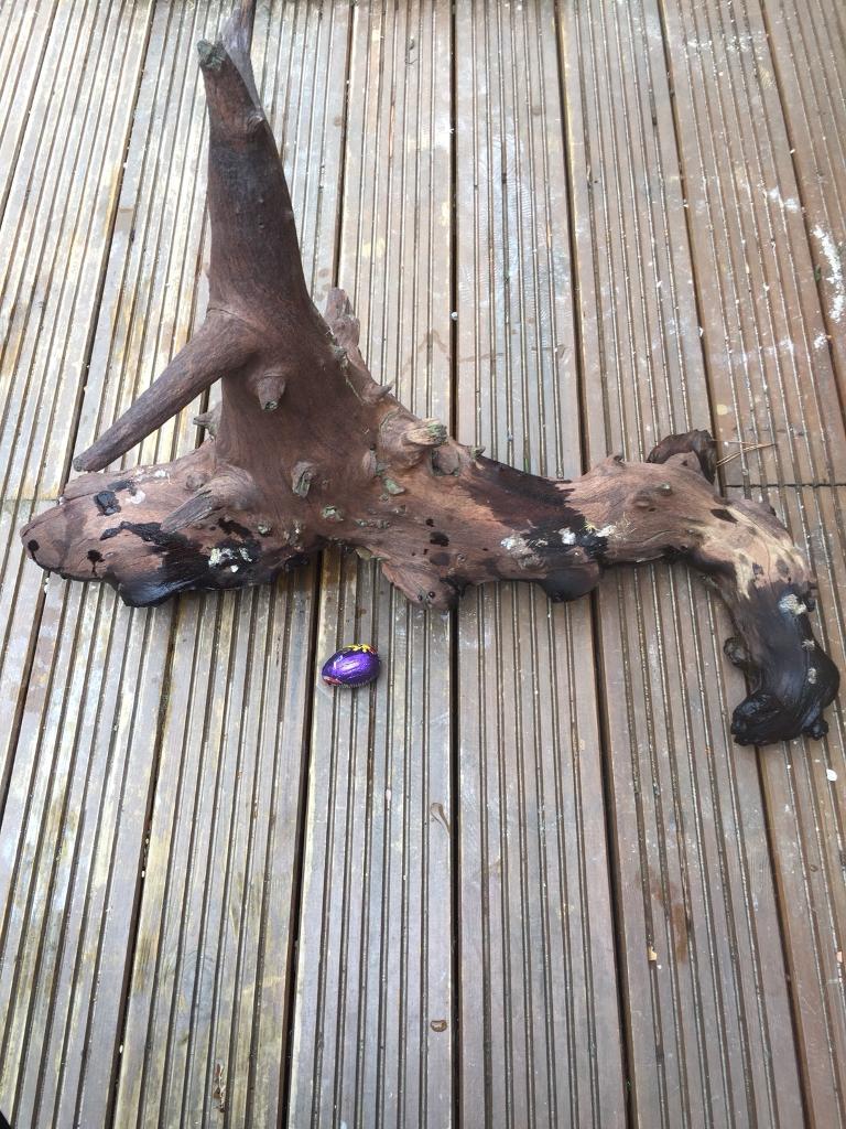 Aquarium Bog Wood in Bursledon, Hampshire Gumtree