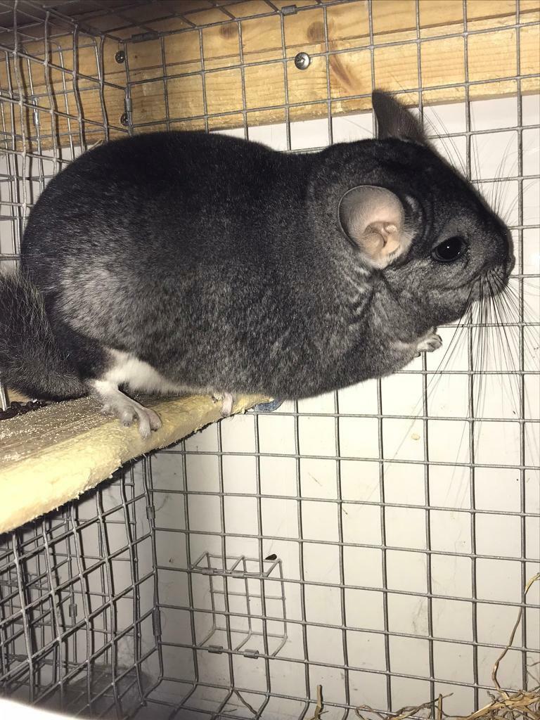 Chinchillas, grey and black velvets. in Fraserburgh, Aberdeenshire Gumtree