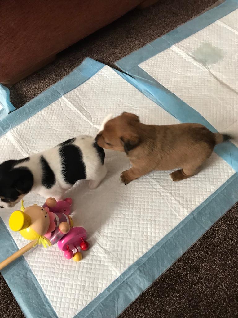 Jack Russell Terrier Puppies In Bournemouth Dorset Gumtree