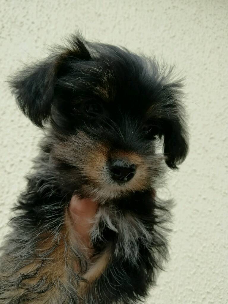 Jack russel x Yorkshire terrier puppies in Billingshurst, West Sussex