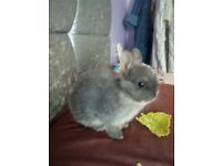 Baby Netherland Dwarf rabbit