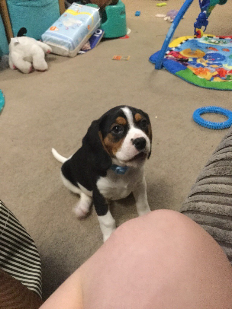 Beaglier puppy 9 weeks old ( beagle x cavalier king charles spaniel