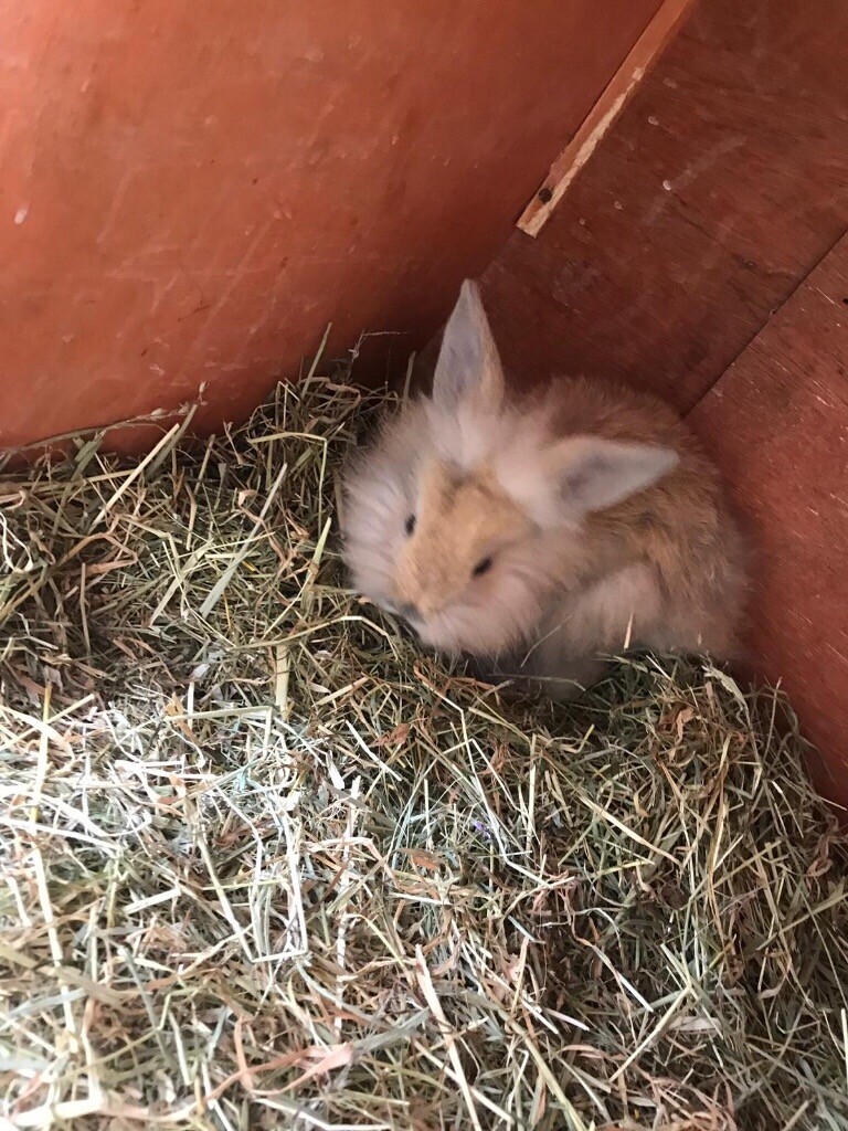 Baby Rabbits For Sale in Bradford, West Yorkshire Gumtree