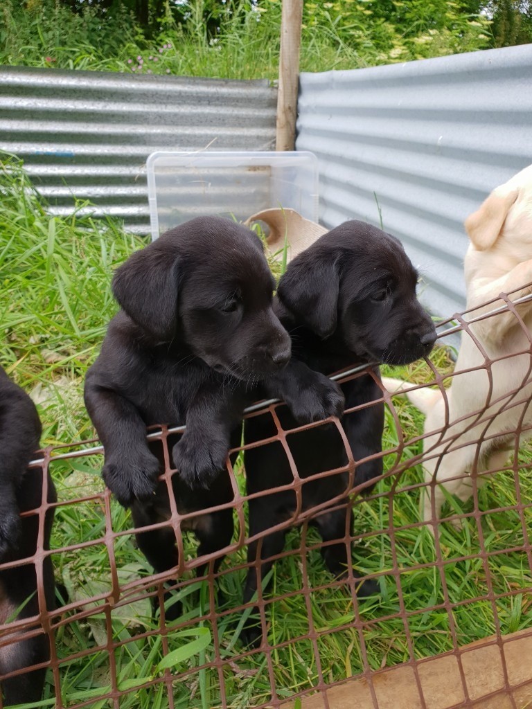 Pedigree Black Labrador Puppies Kennel Club Registered 