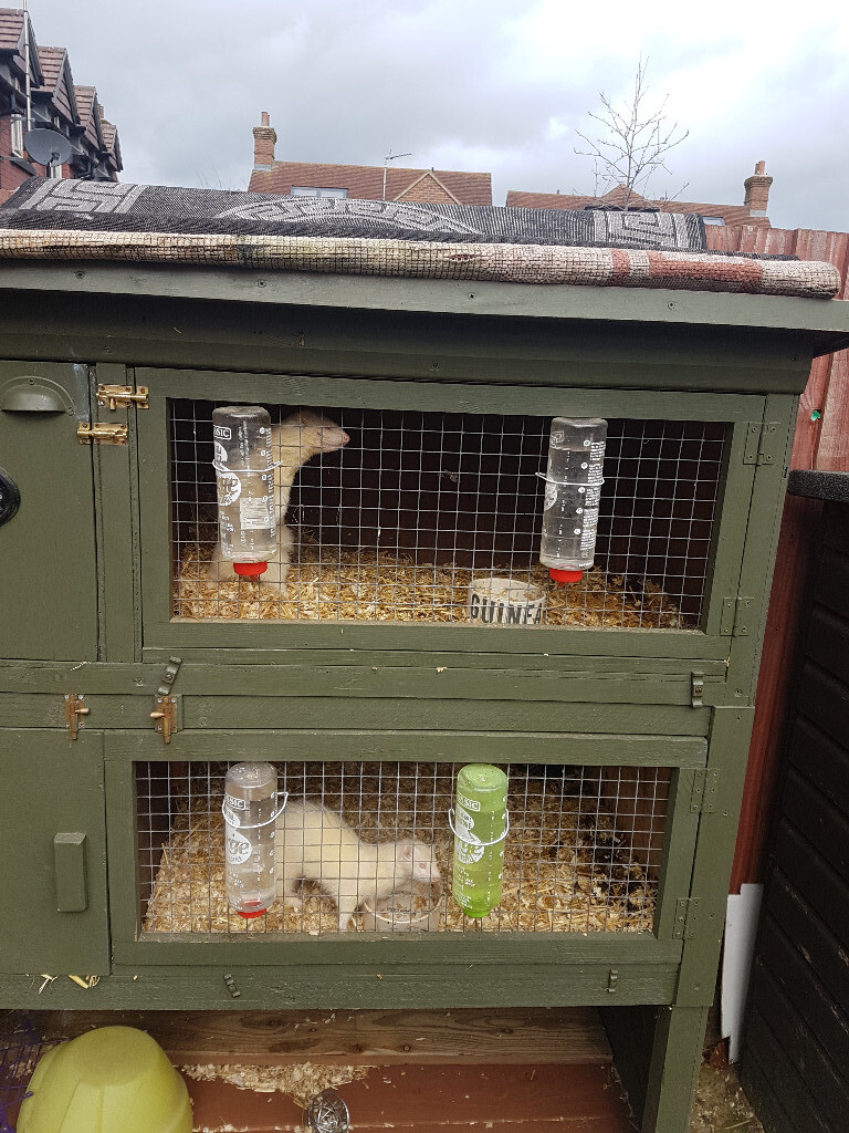 Working ferrets X 2 for sale, one new solid double hutch + 75 nets and