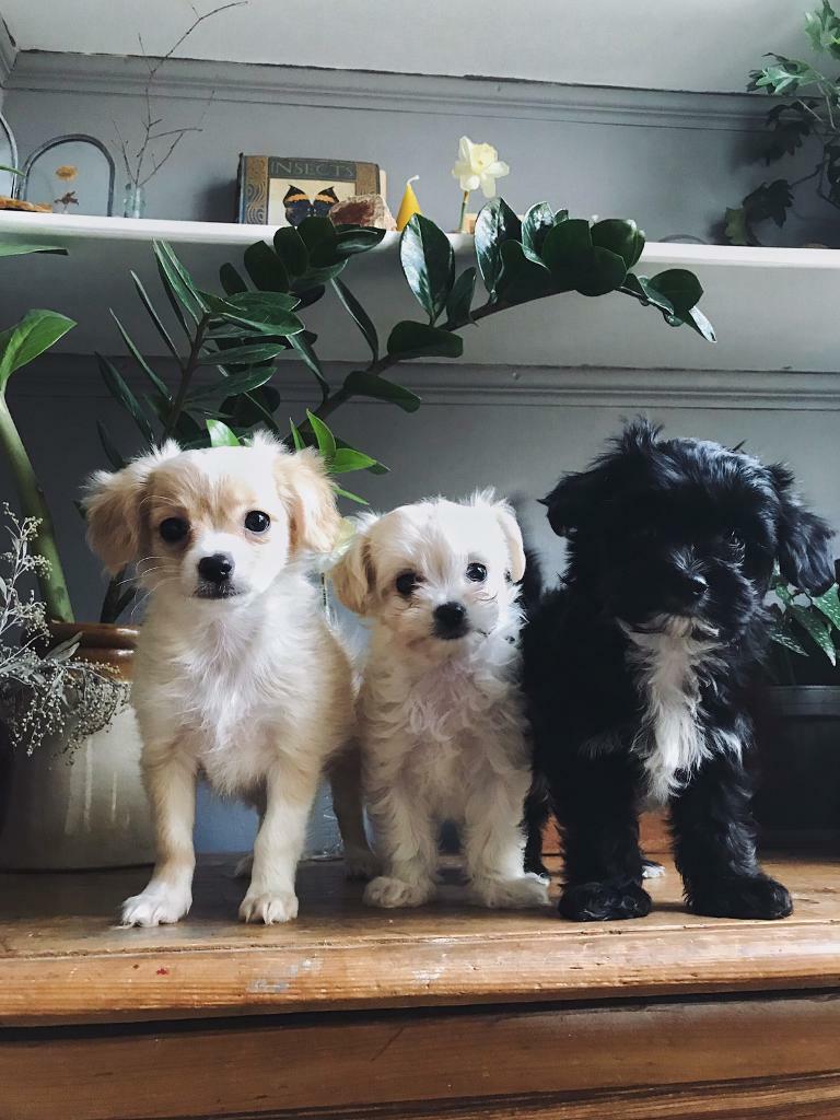 Stunning teacup ShiChi pupies, Chihuahua Shih Tzu cross in Bath