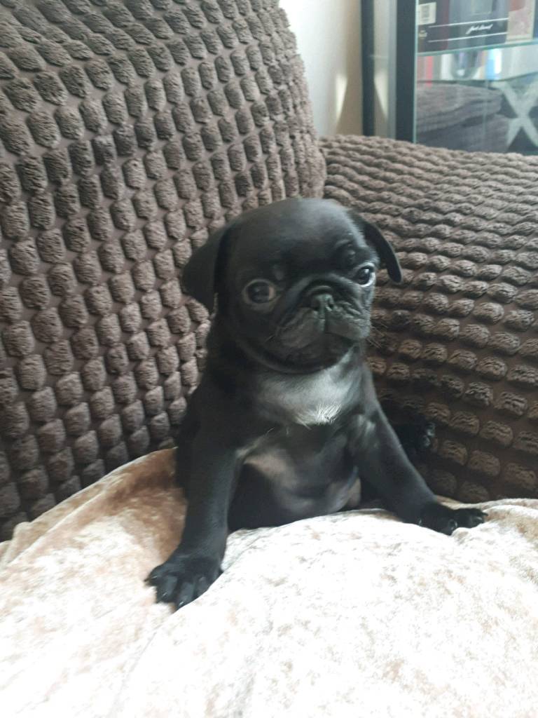Pug male puppy for sale in Newcastle, Tyne and Wear Gumtree