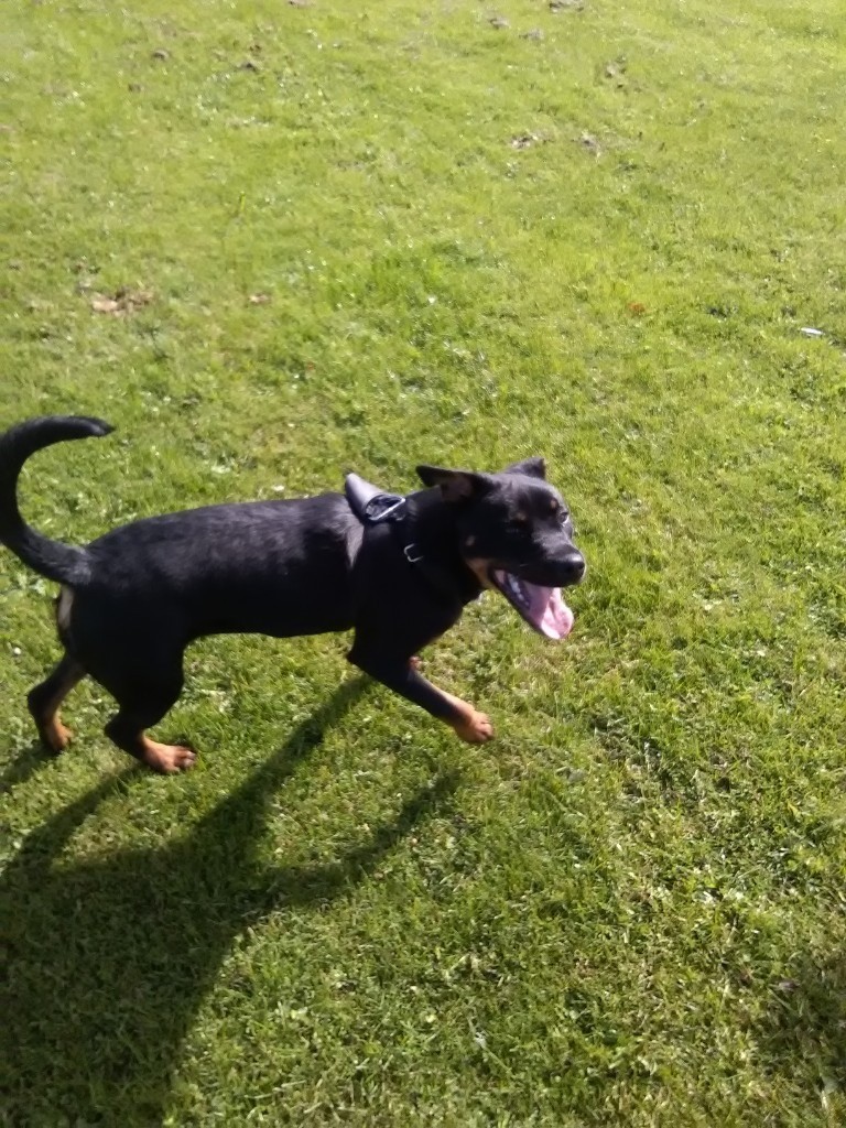Rottweiler puppy for sale in Glenrothes, Fife Gumtree