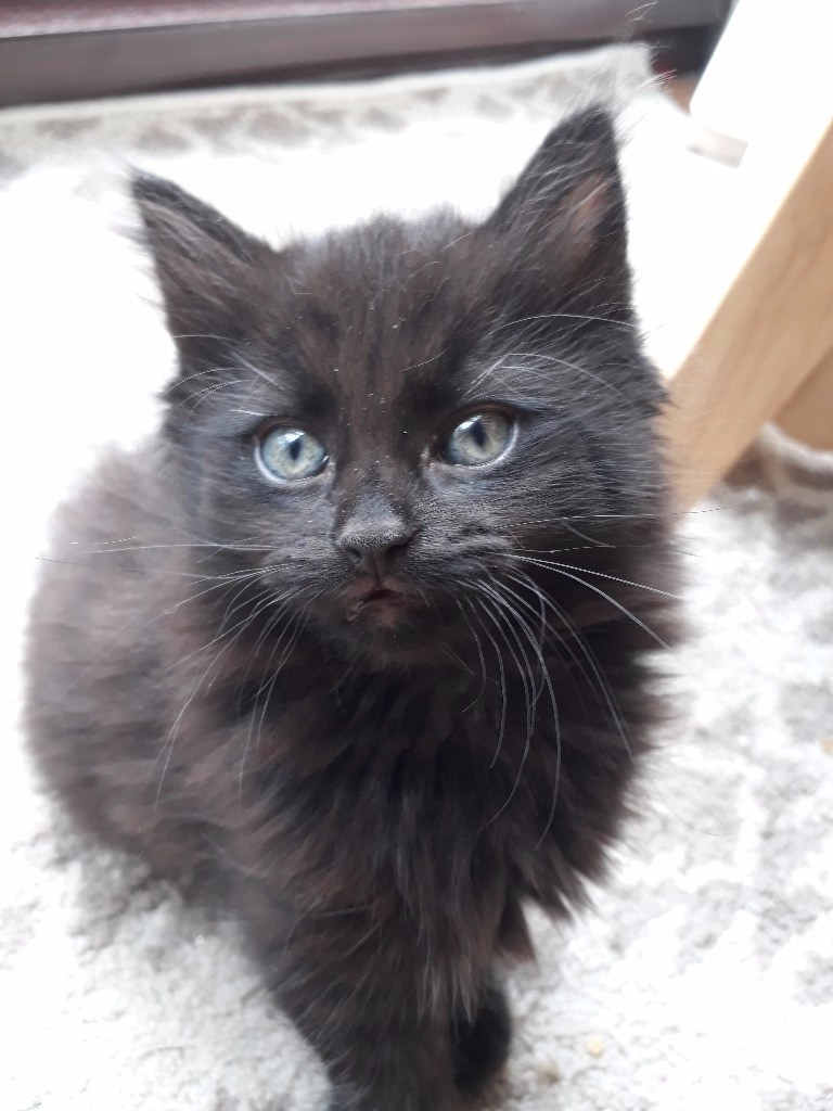 1 Black Long Haired Girl Kitten 1 Black Short Hair Girl Kitten