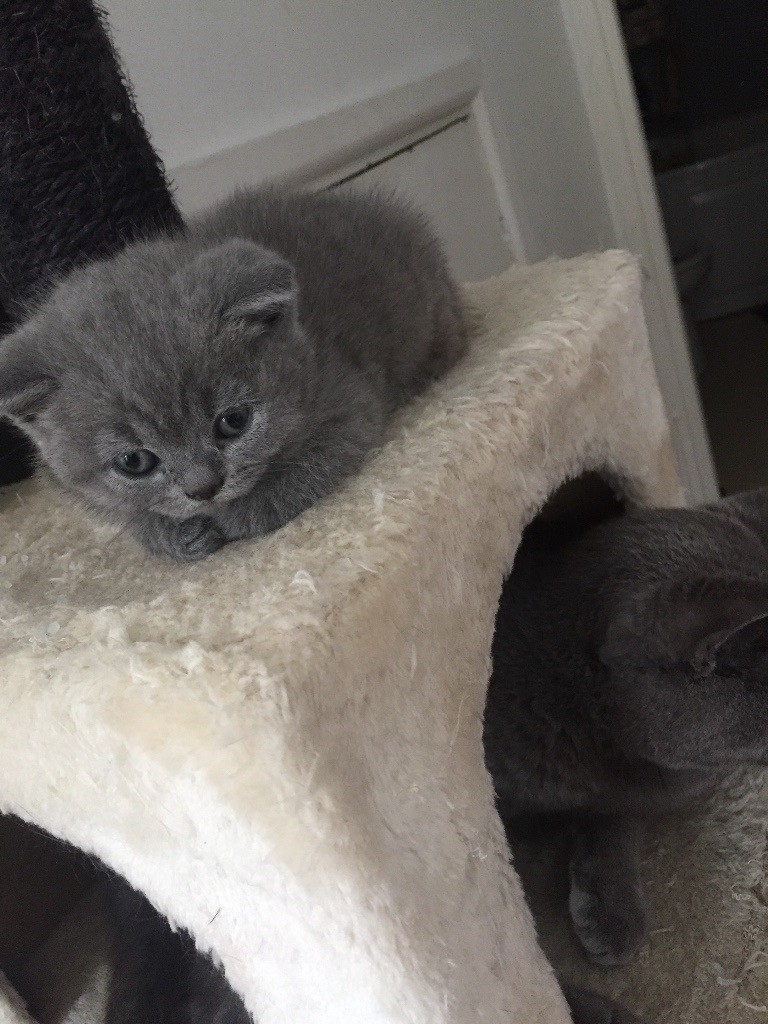 British Shorthair blue kittens in Quinton, West Midlands Gumtree
