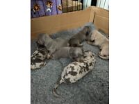 KC Registered Miniature dachshunds puppies blue dapple blue and tan 