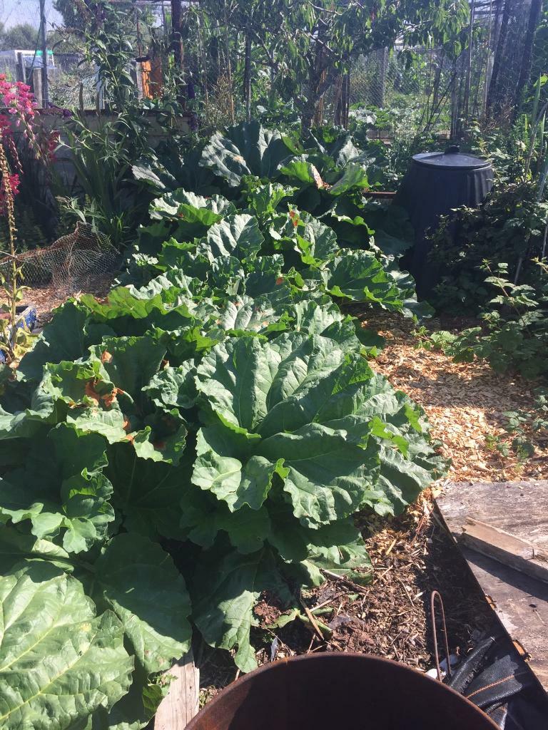 Rhubarb Plants for Sale 3 crowns for £8.50 in Eastbourne