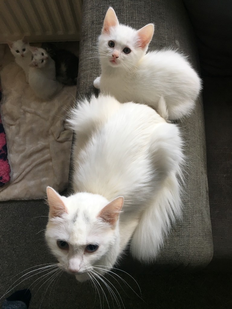 2 Beautiful White Kittens For Sale Ragdoll Blue British Short Hair
