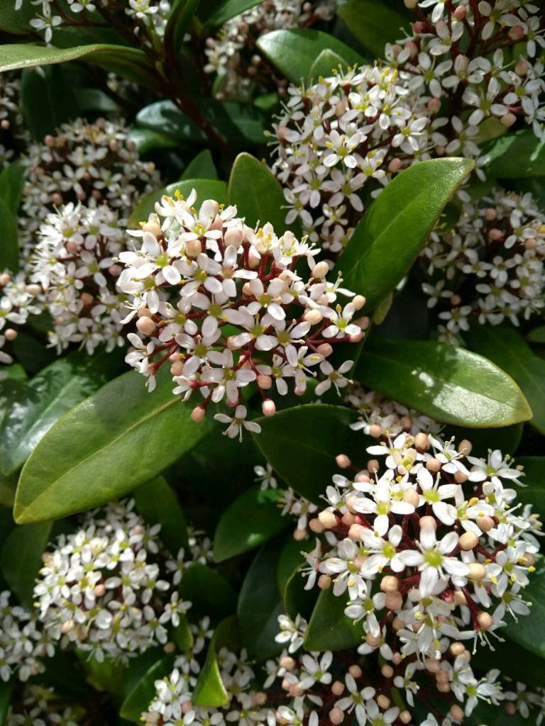 Skimmia plants | in Dundee | Gumtree