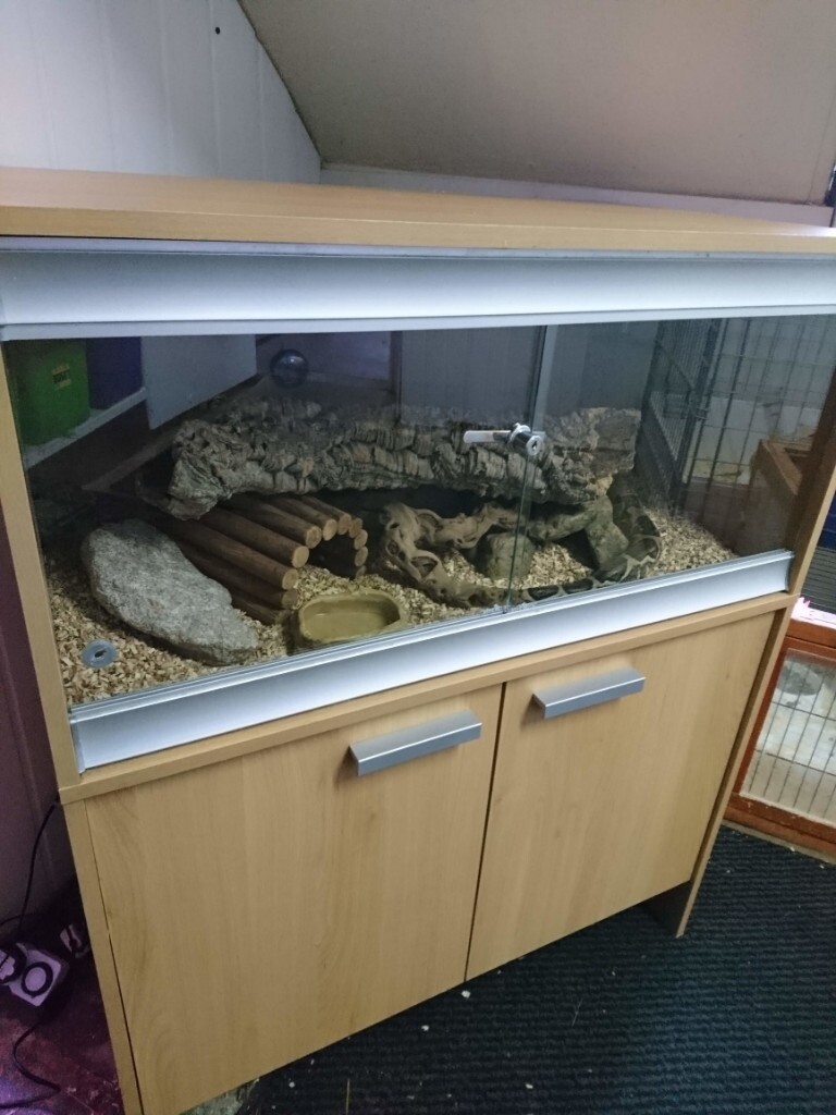 Snake Vivarium in Hull, East Yorkshire Gumtree