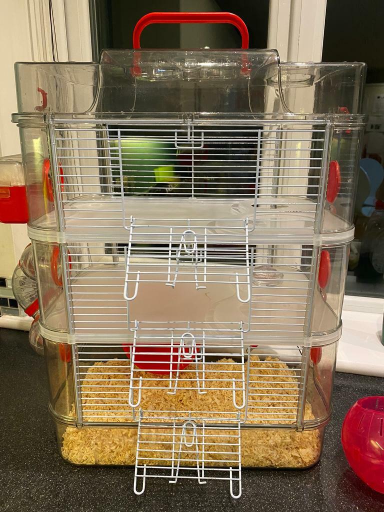 4 x Dwarf Hamsters for sale with Zolux Rody 3 Cage and Food in