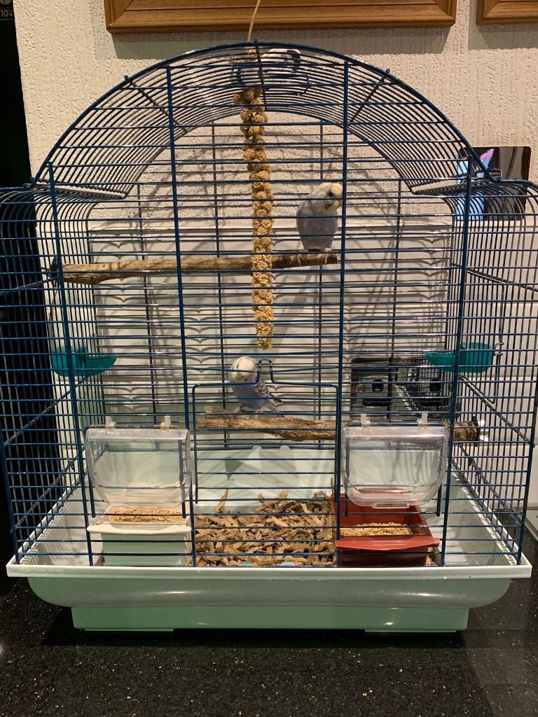 2 Budgies with cage in Leamington Spa, Warwickshire Gumtree