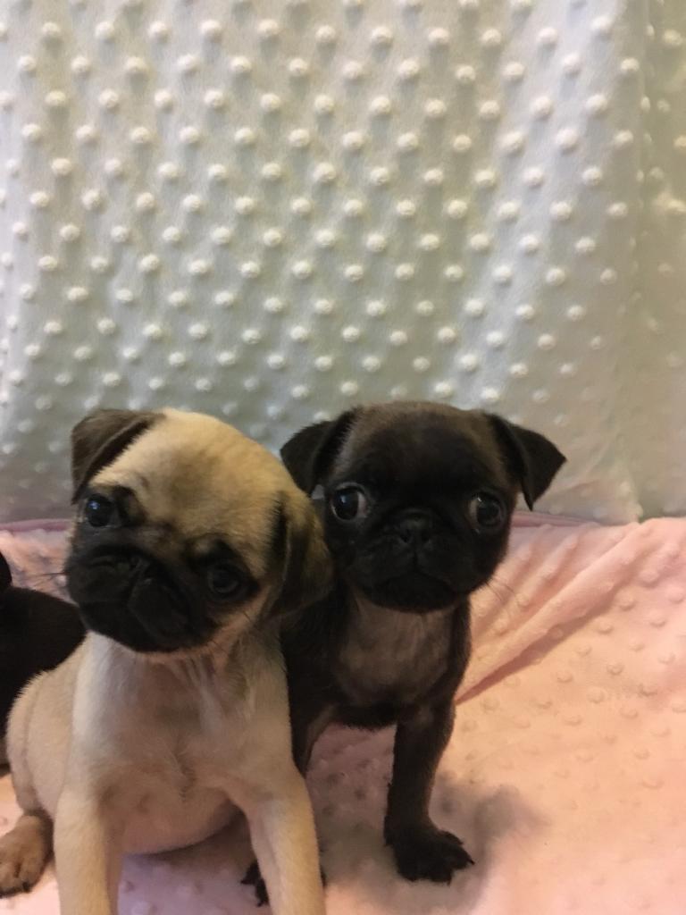 Beautiful Pug Puppies For sale in Rogerstone, Newport Gumtree