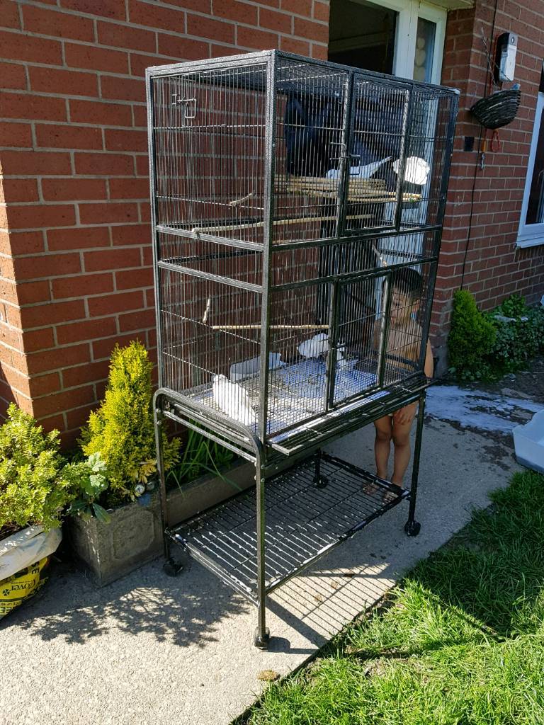 White doves and large cage in Tingley, West Yorkshire Gumtree