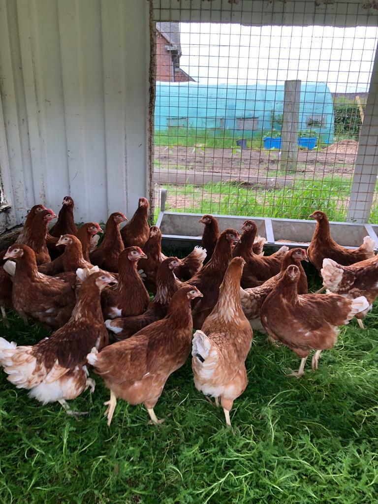 Free range laying hens/chickens in StokeonTrent, Staffordshire