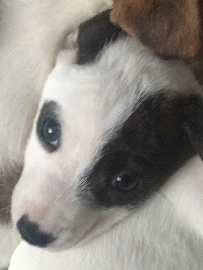 Jack Russell Puppies 1 Girl In Hakin Pembrokeshire Gumtree