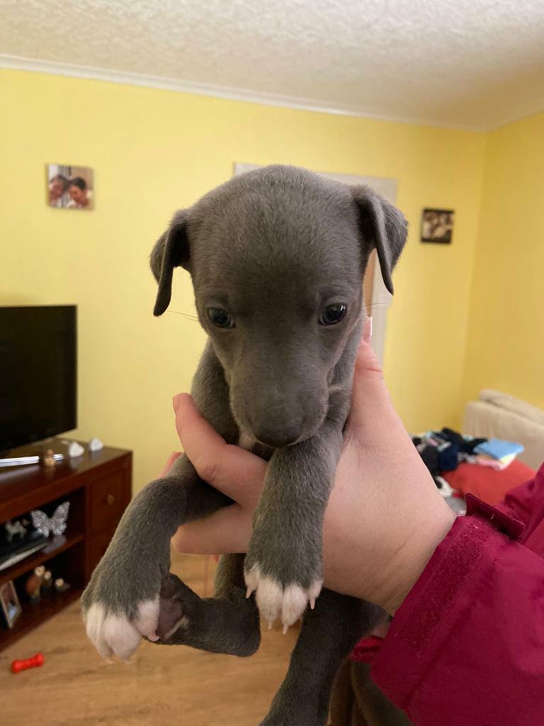 Blue whippet pups in Auchinleck, East Ayrshire Gumtree