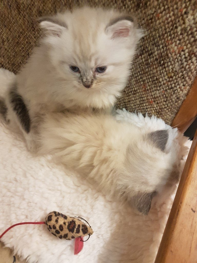 Beautiful Ragdoll Kittens For Sale in Edinburgh Gumtree