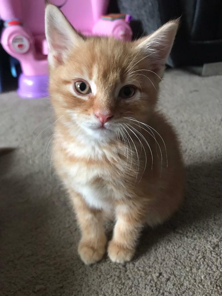 Male ginger kitten 9 weeks in Normanton, West Yorkshire Gumtree