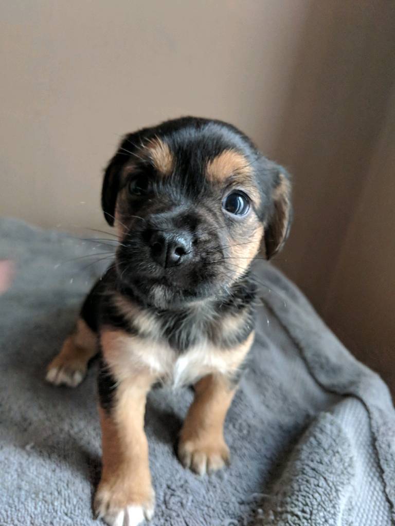 Beautiful Terrier/Pug Puppies in Southampton, Hampshire Gumtree