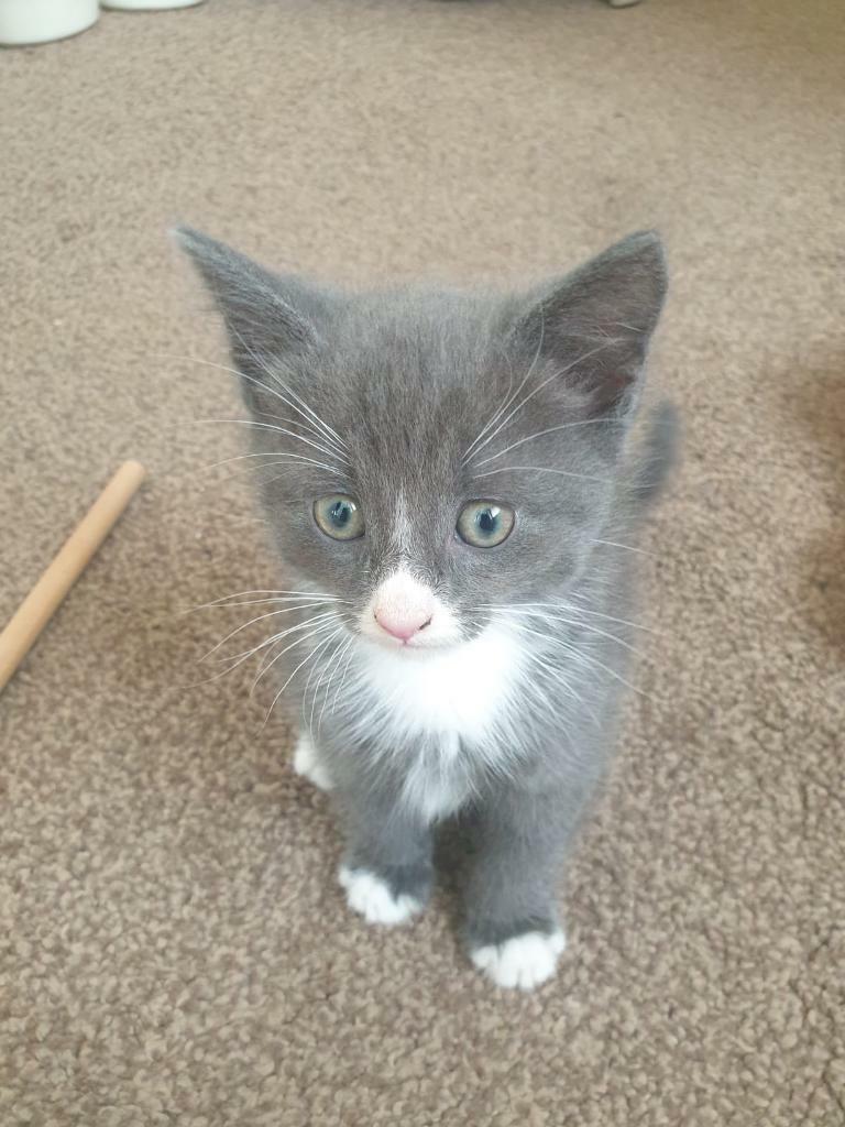 Grey & white kitten for sale to a loving home SOLD in Tooting Bec