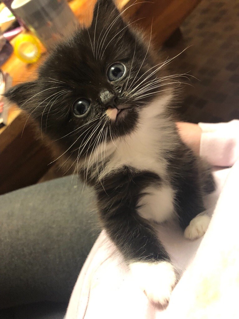 Black and white Female kitten | in Beaworthy, Devon | Gumtree