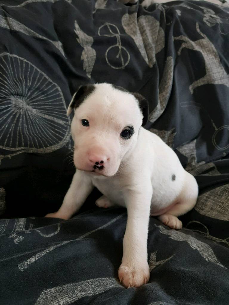 Staffy cross lurcher pups for sale in Sacriston, County Durham Gumtree