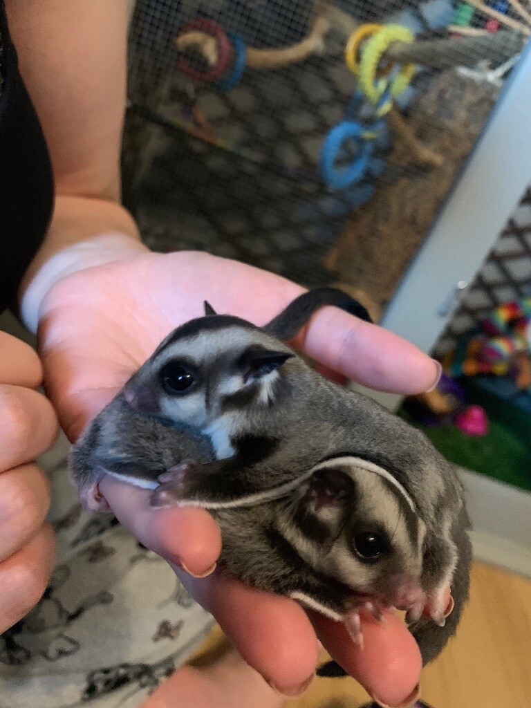 Sugar Gliders for sale | in Billericay, Essex | Gumtree