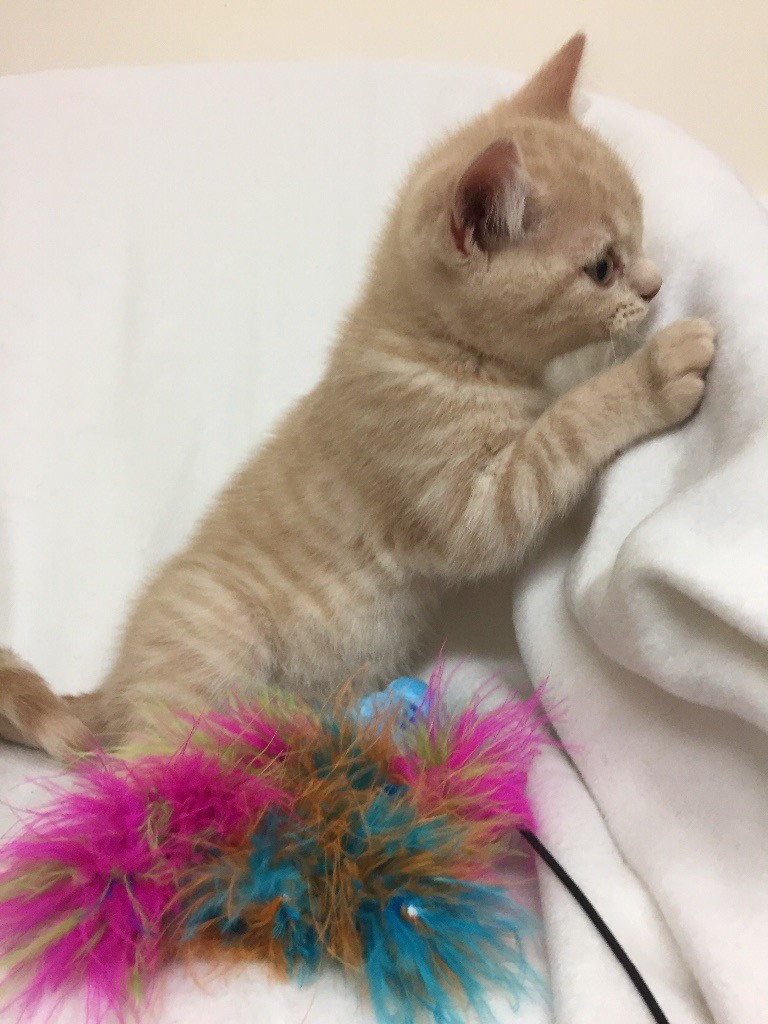 British Shorthair Kitten Dry Food British Shorthair