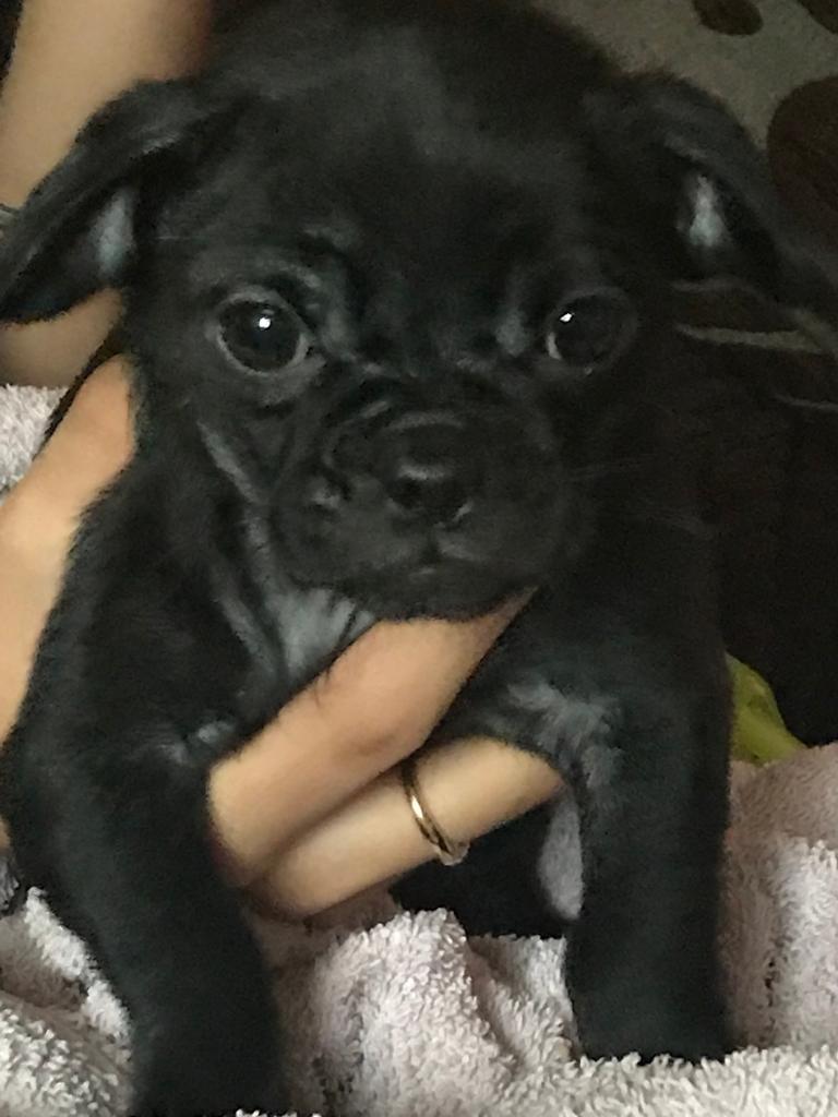 Pug cross shitzu puppies in Tividale, West Midlands Gumtree