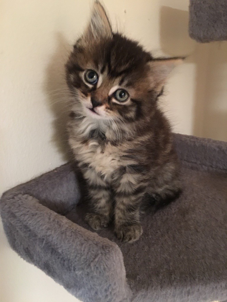 LONGHAIR FEMALE TABBY KITTEN in Southampton, Hampshire Gumtree