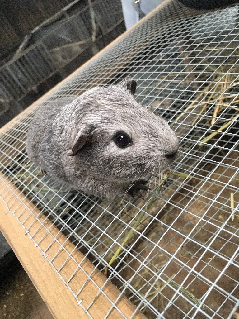 2 baby male guinea pigs and indoor cage in Horwich, Manchester Gumtree