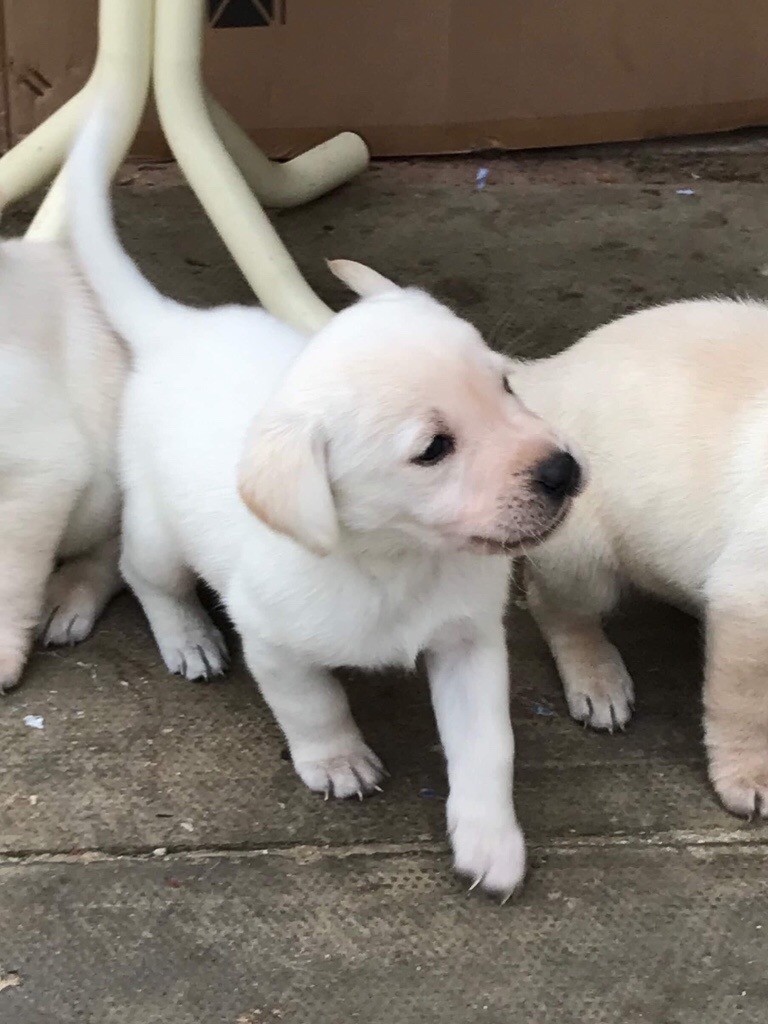 Labrador retrievers puppies for sale in Heacham, Norfolk Gumtree