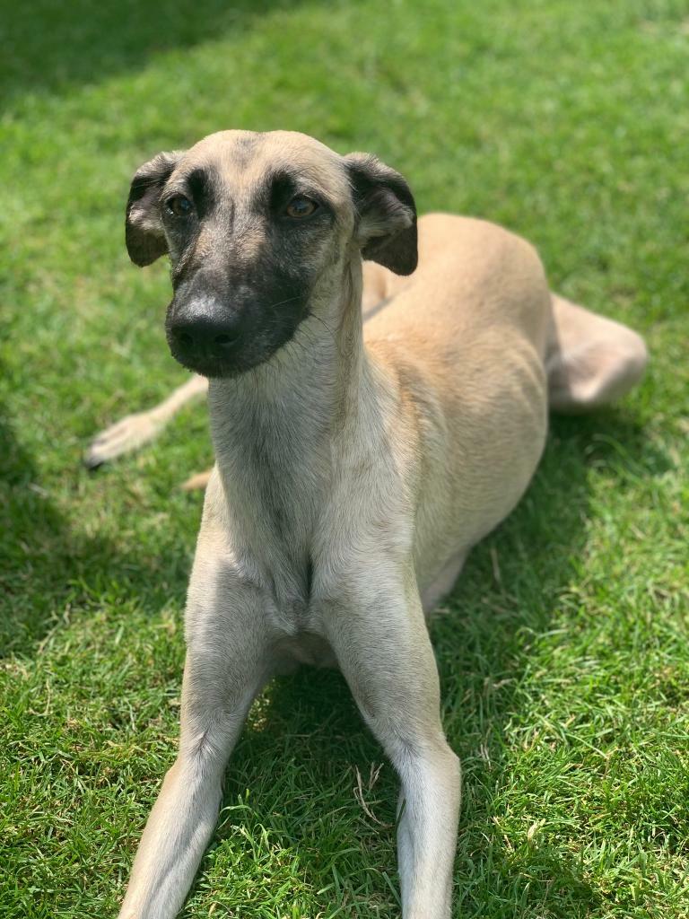 Lurcher puppies in Hythe, Hampshire Gumtree