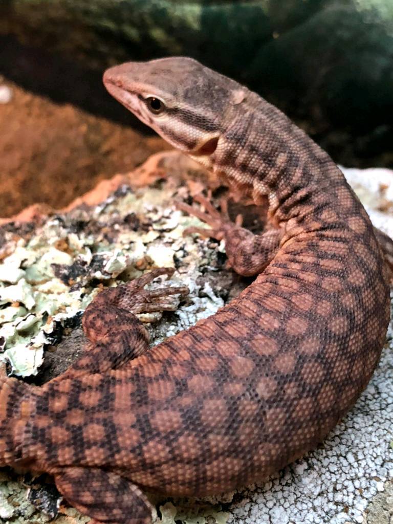 Ackie monitor lizard hatchlings in Paisley, Renfrewshire Gumtree