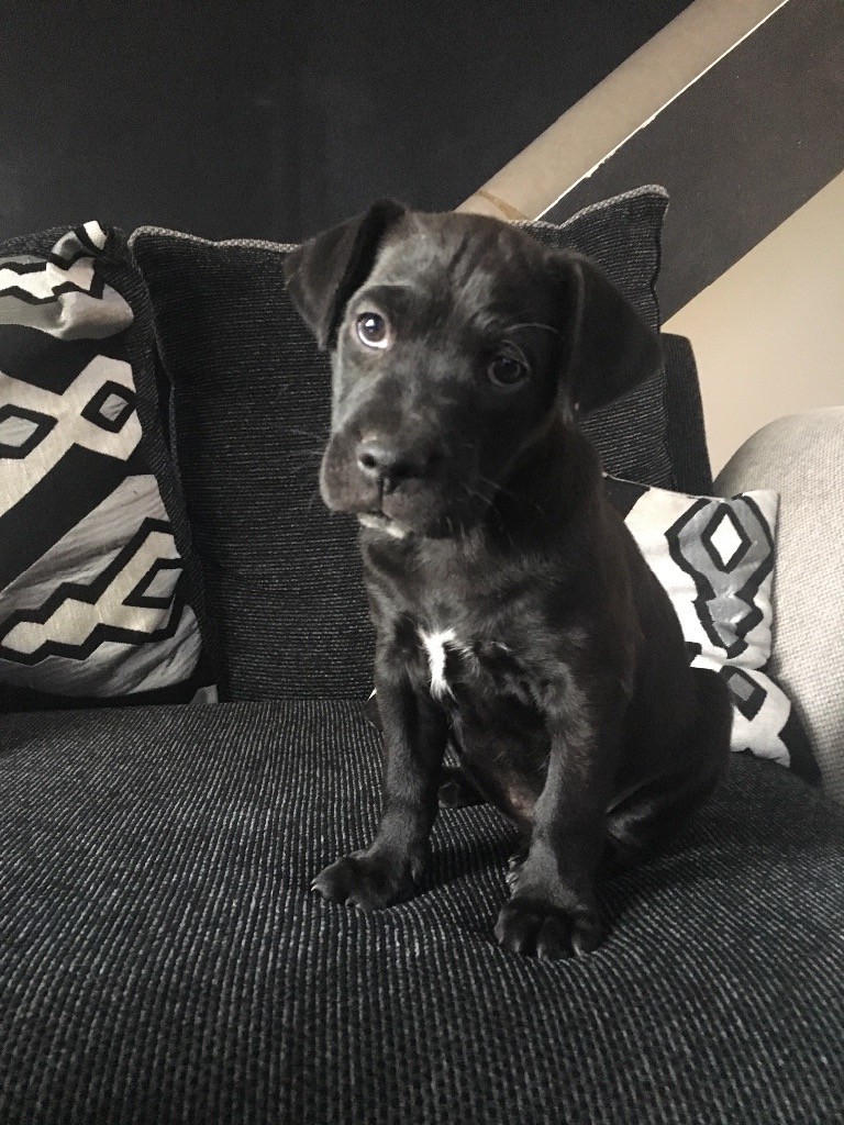 Cane Corso Cross Puppies In Stoke On Trent Staffordshire Gumtree