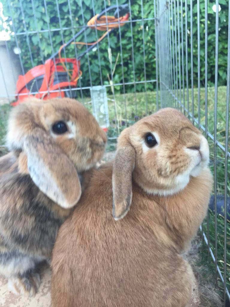 Rabbits 2 Miniature Lop eared females in Kingskerswell, Devon Gumtree