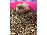 2 x 15 month old male guinea pigs 
